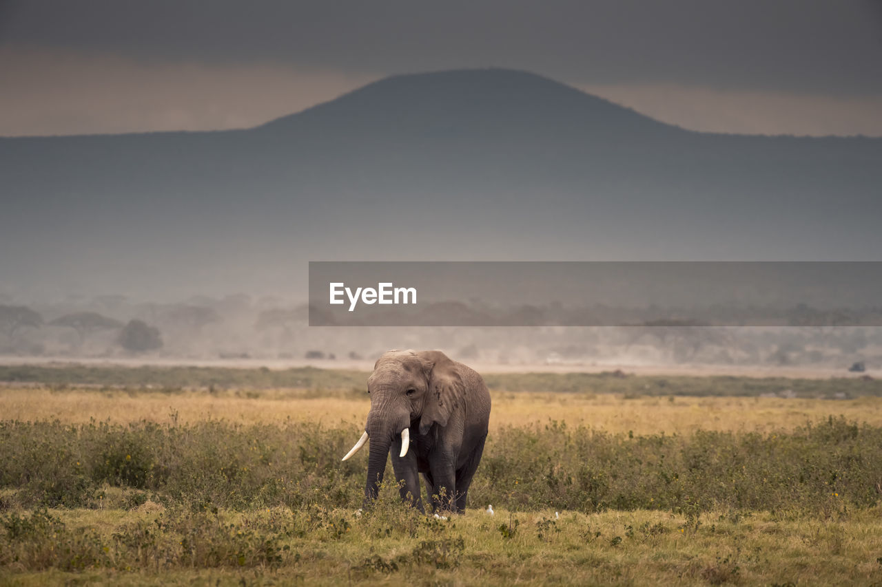 ELEPHANT ON A FIELD