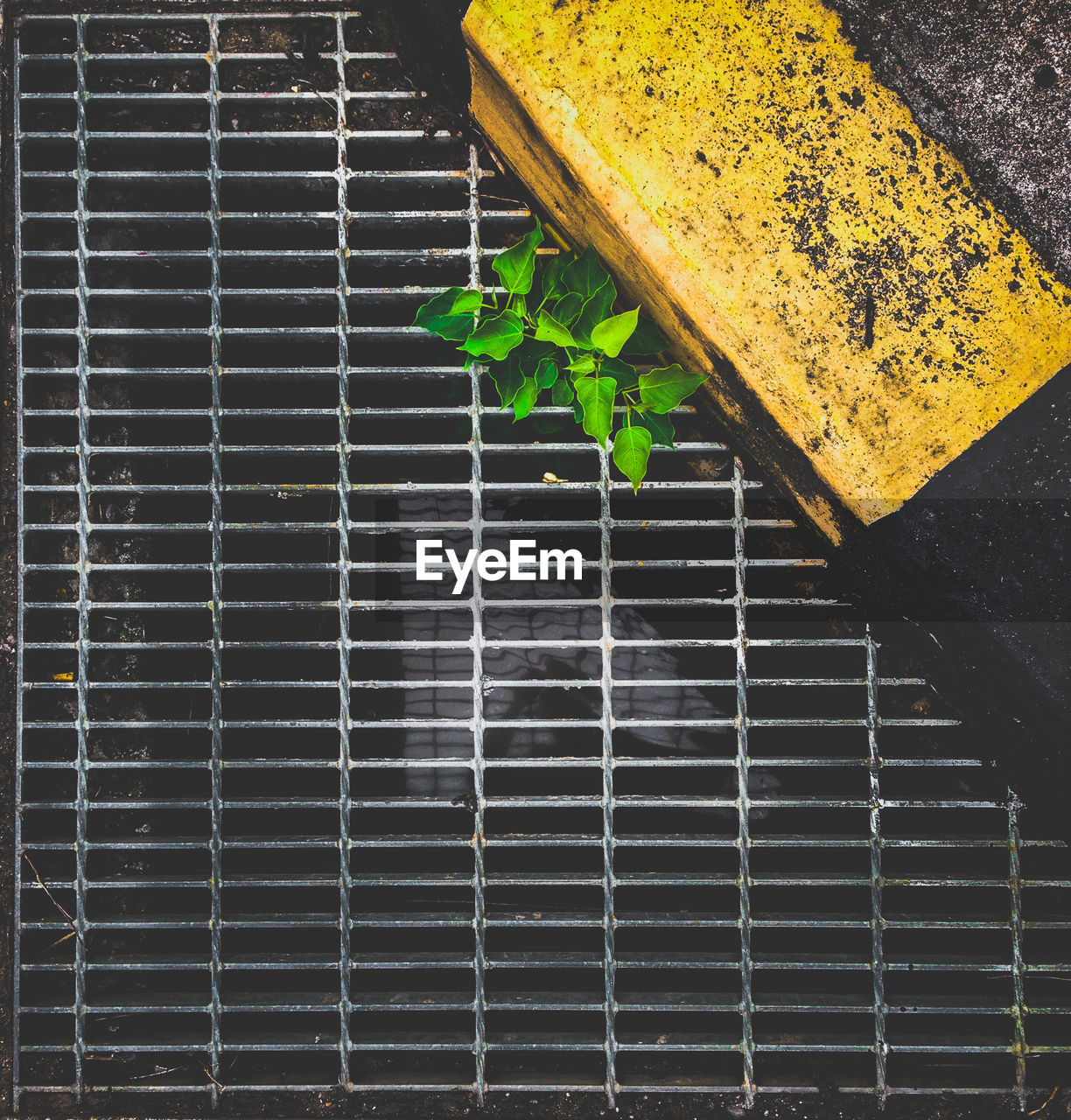 High angle view of plant growing amidst metal grate