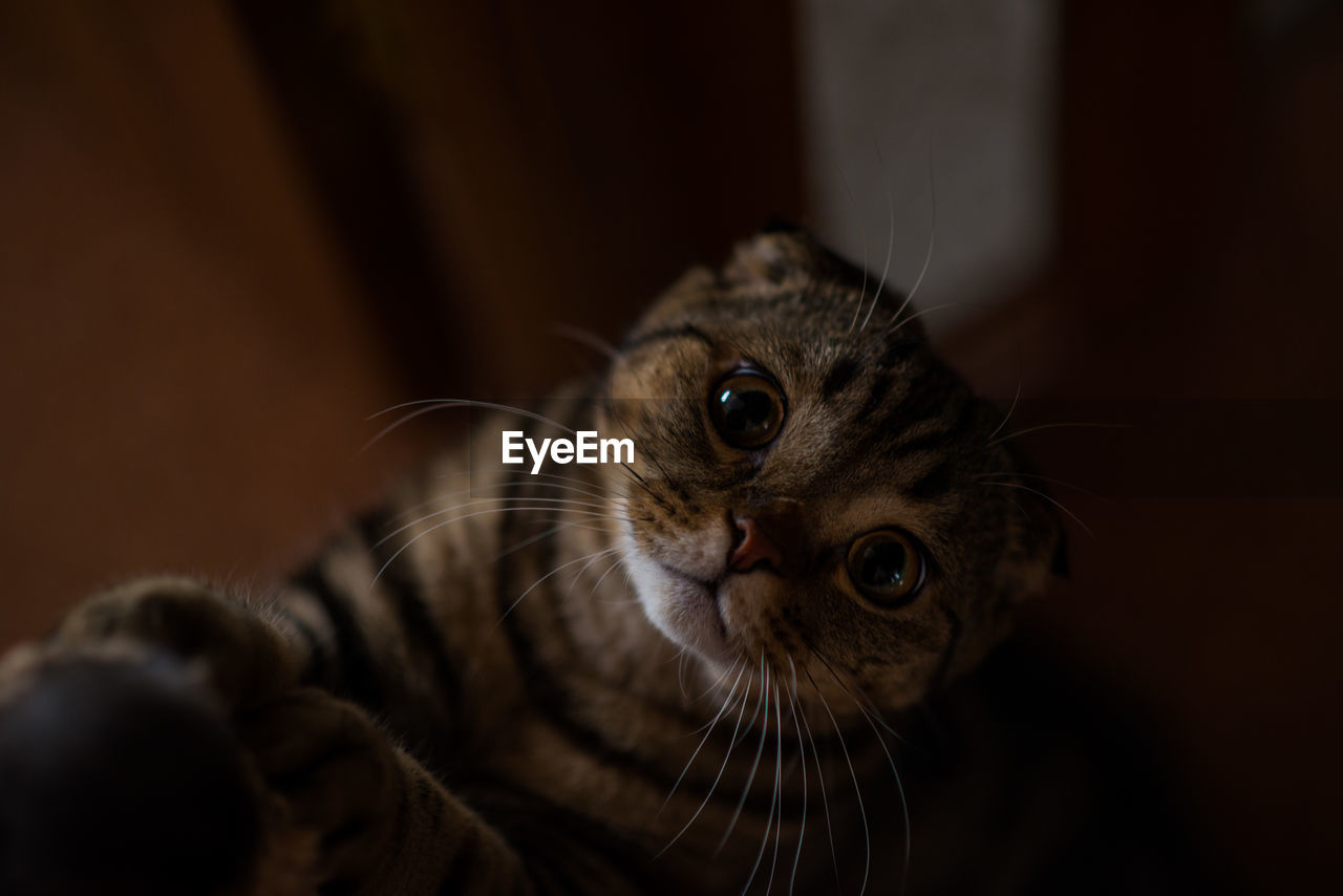 CLOSE-UP OF CAT ON INDOORS