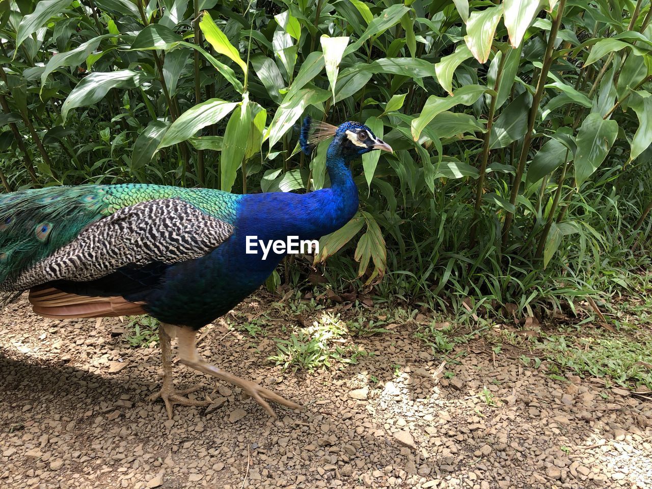 SIDE VIEW OF PEACOCK ON FIELD