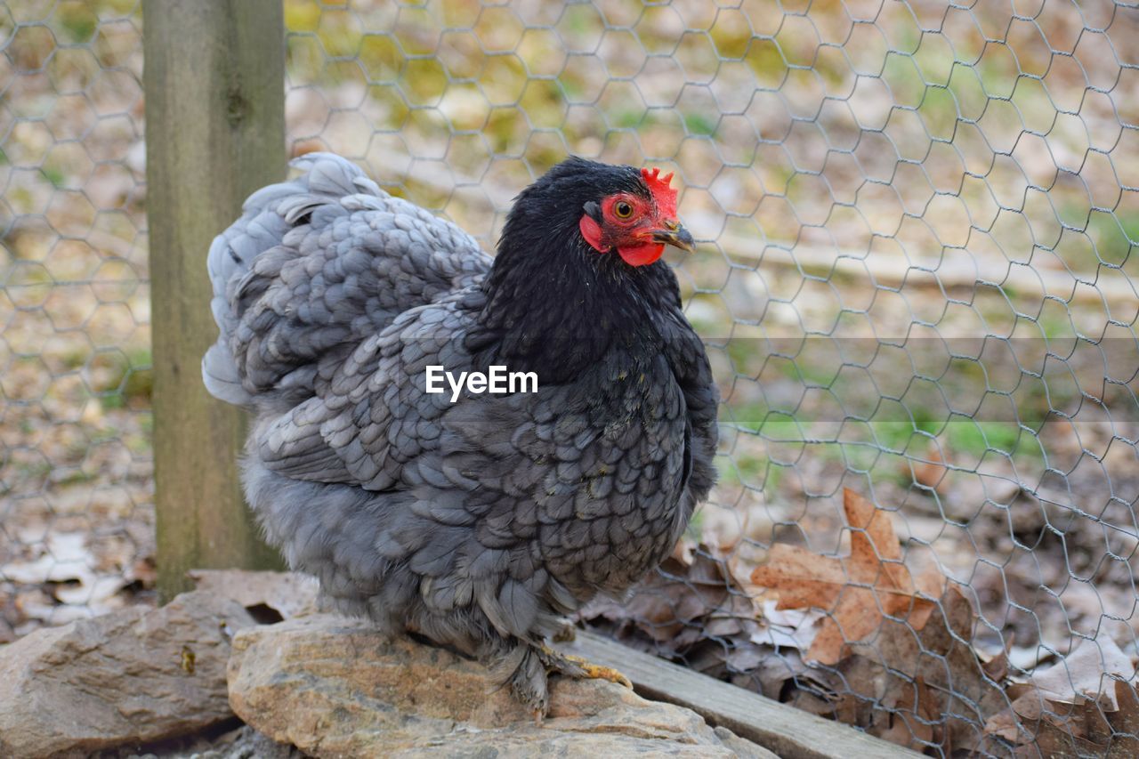 Close-up of a chicken