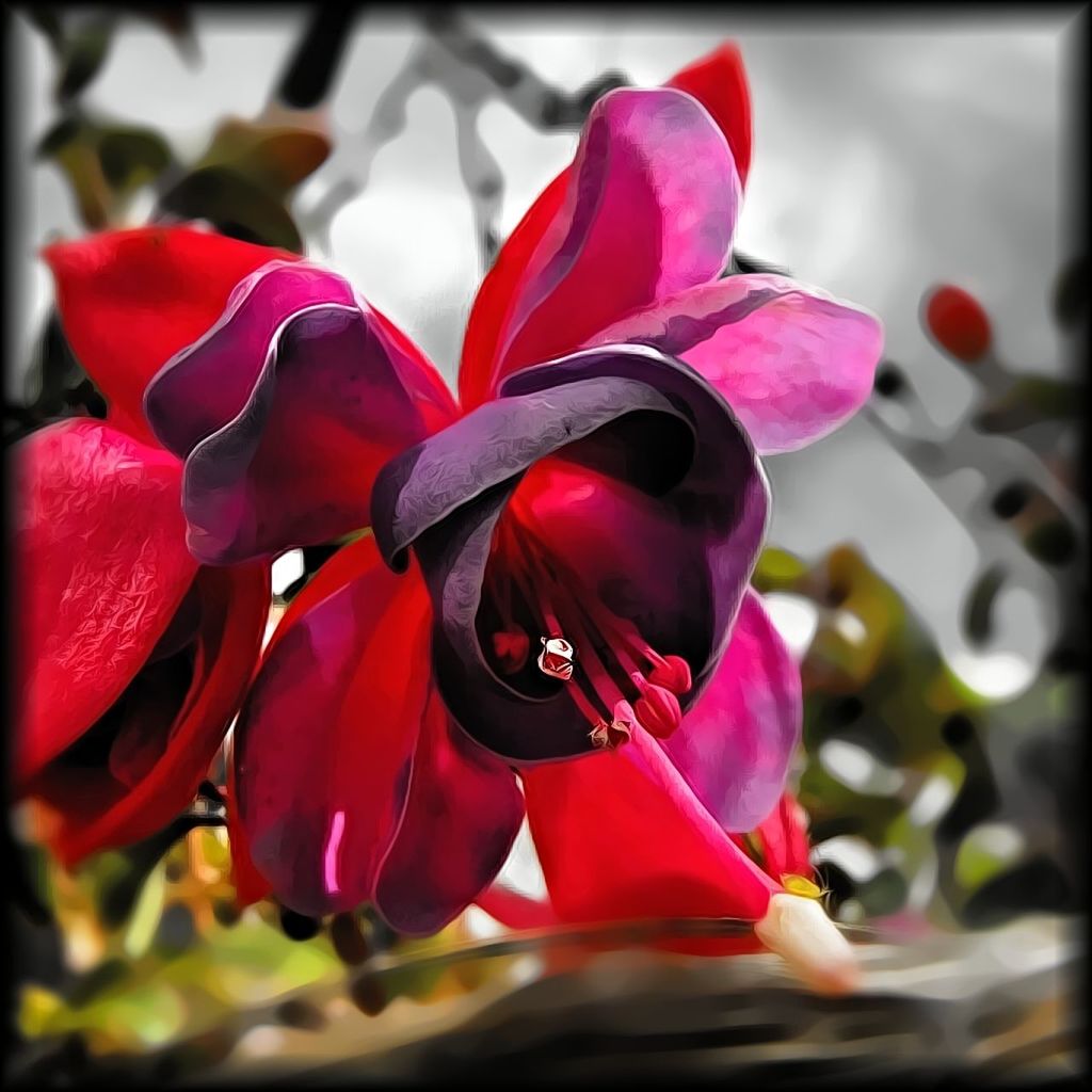 CLOSE-UP OF RED FLOWERS