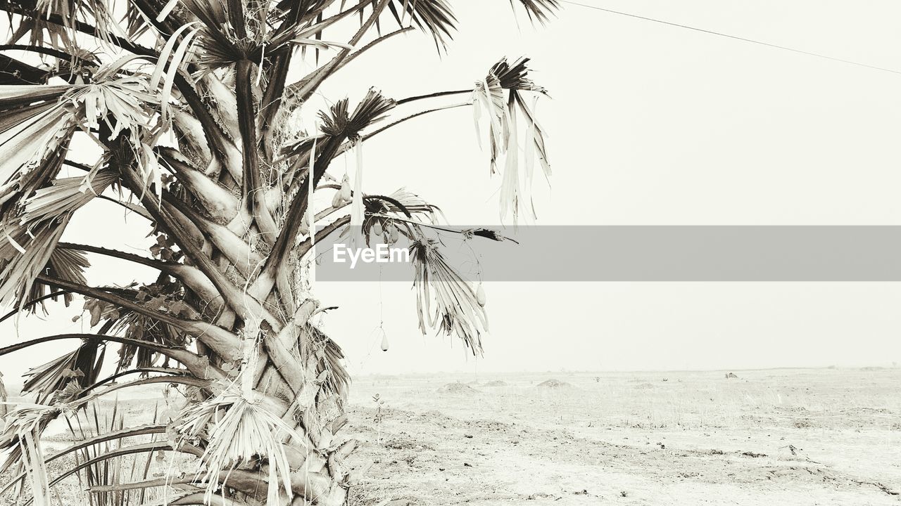 SCENIC VIEW OF BEACH AGAINST CLEAR SKY