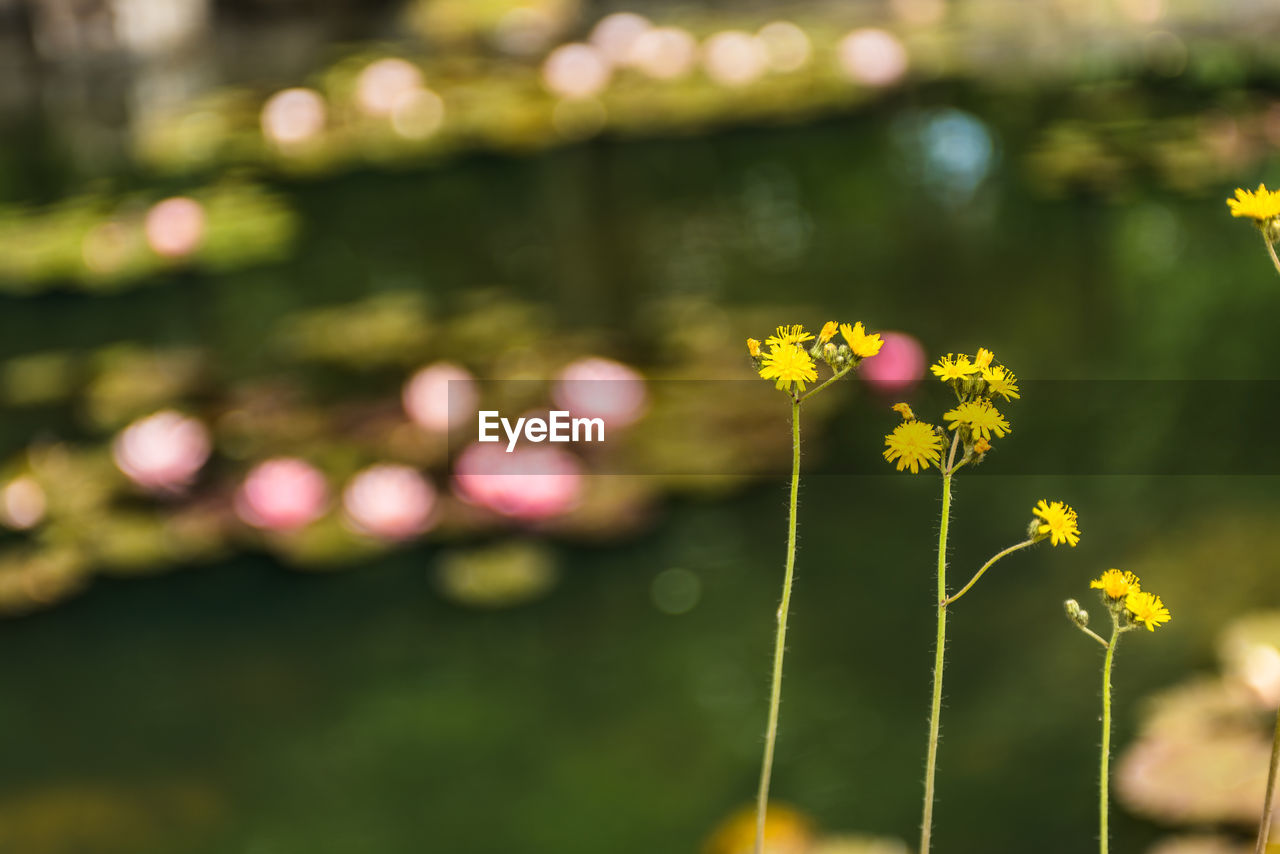 Close-up of yellow flowering plant on field