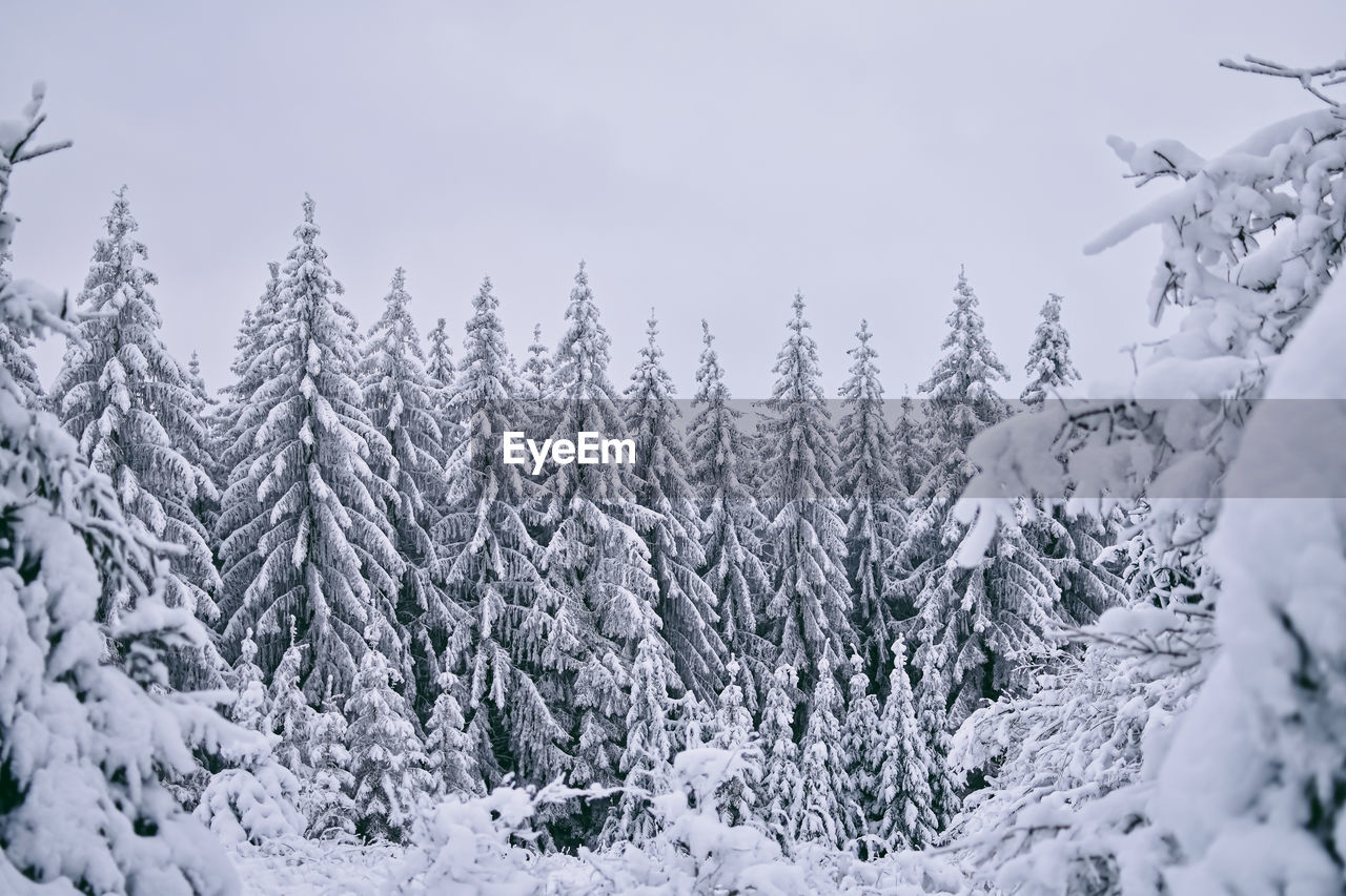 Snow covered trees in winter landscape 