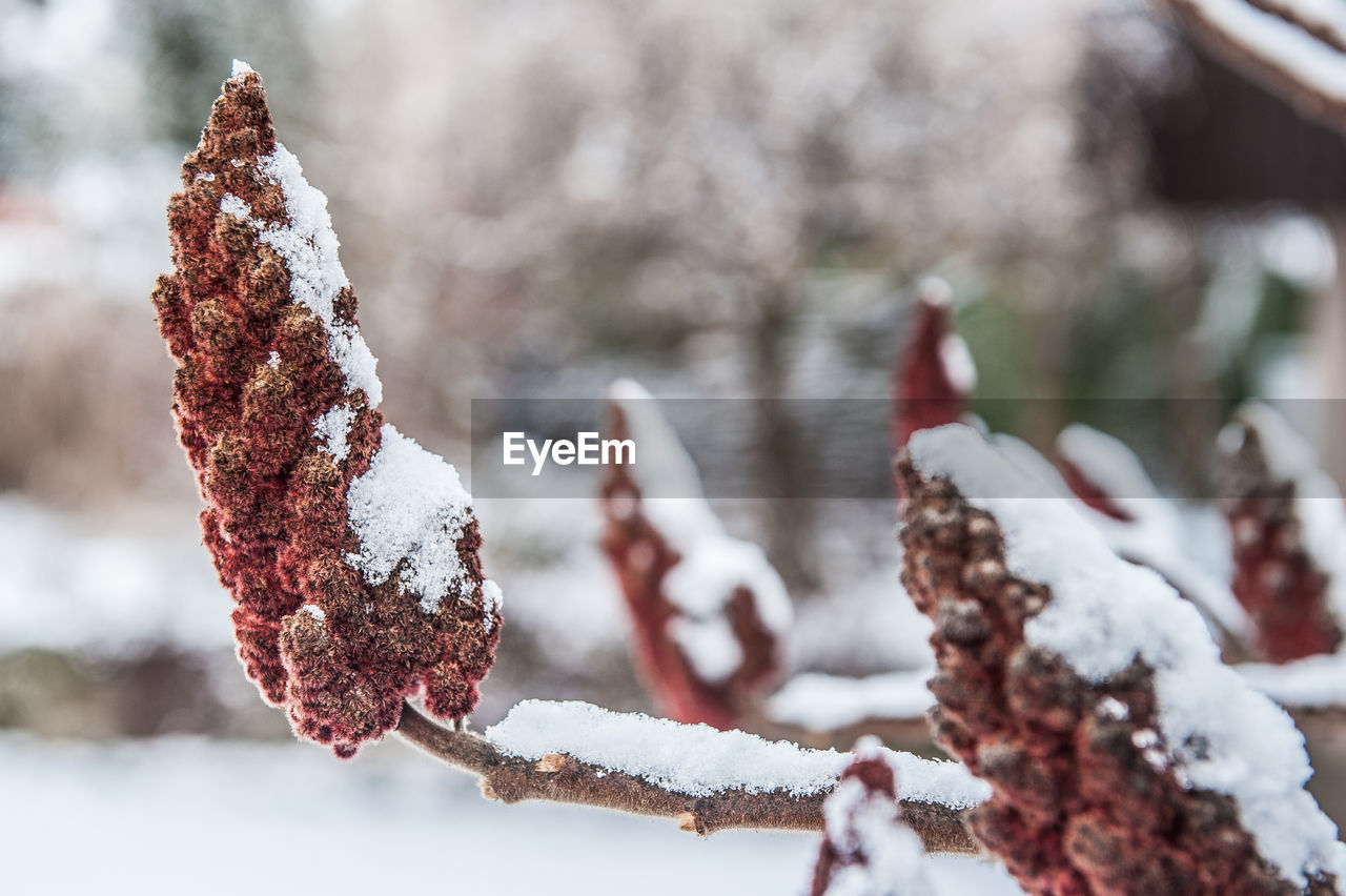 Close-up of snow on dried plant during winter