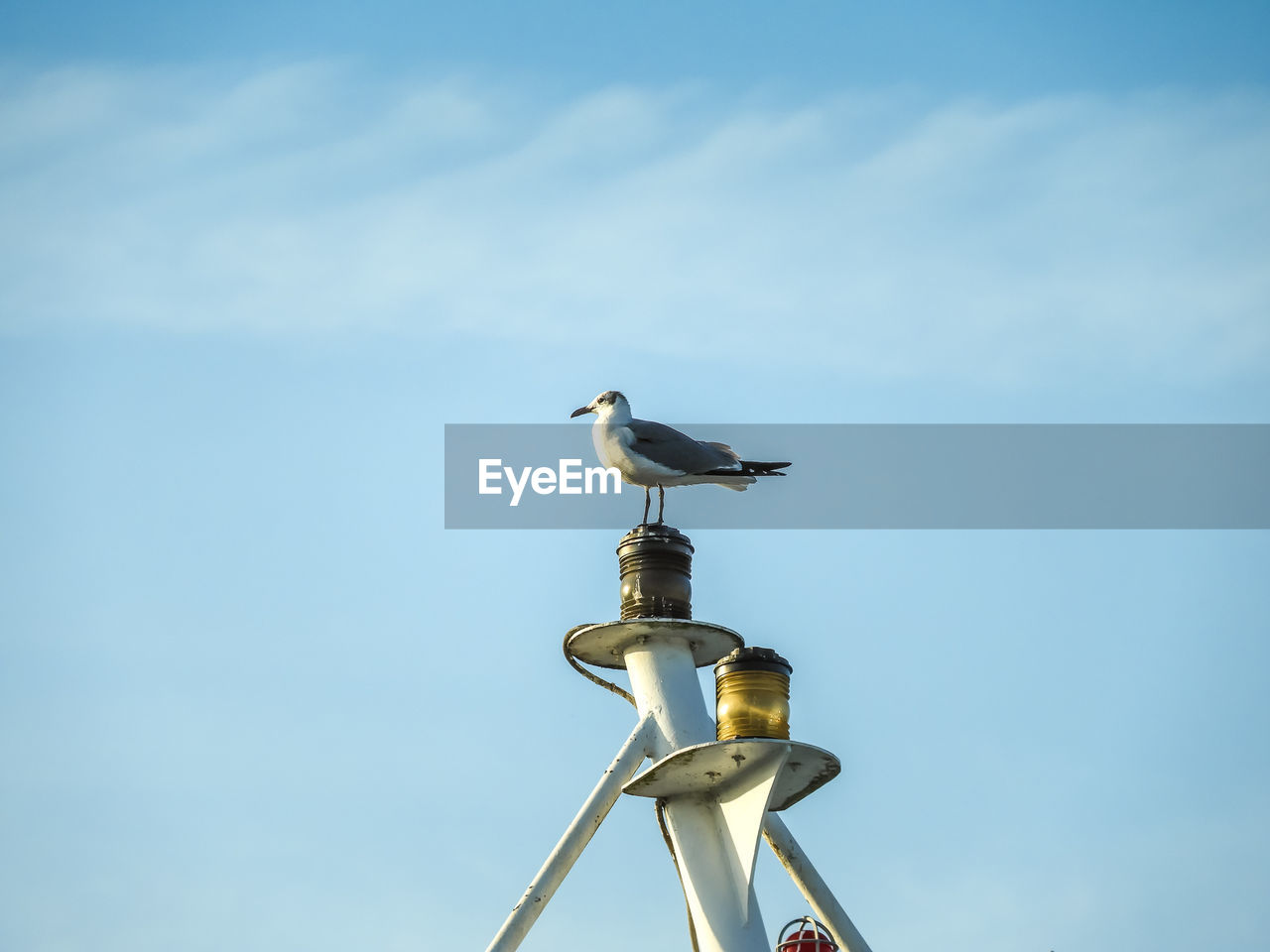 Low angle view of bird perching on pole against sky