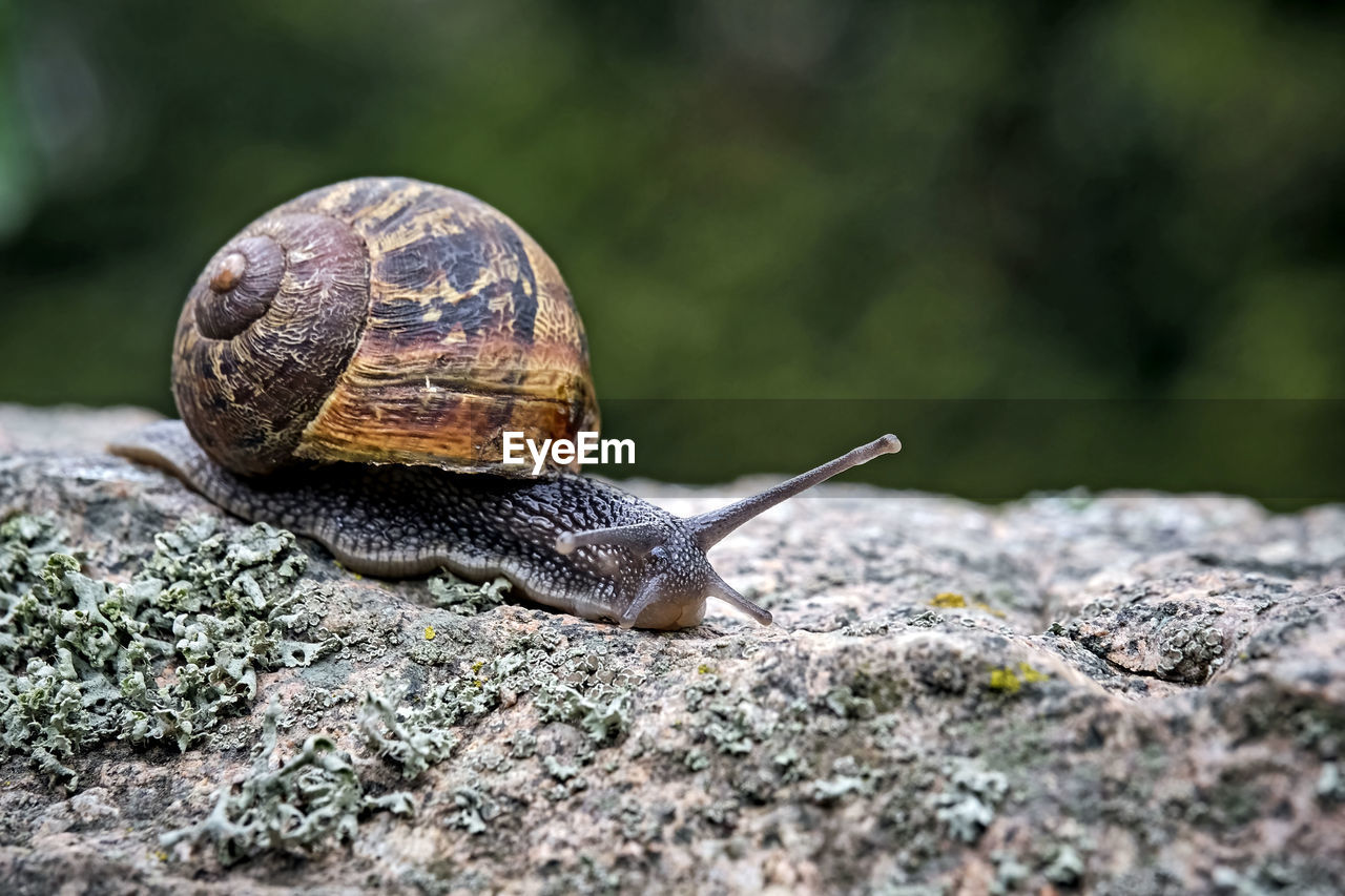 CLOSE-UP OF SNAIL ON ROCKS