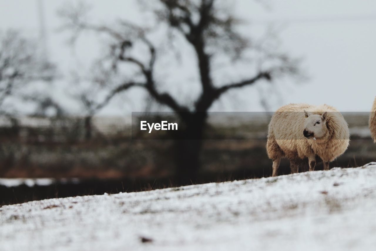 Close-up of sheep in field during winter