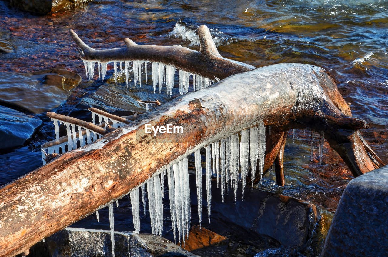 Icicles on fallen tree by lake