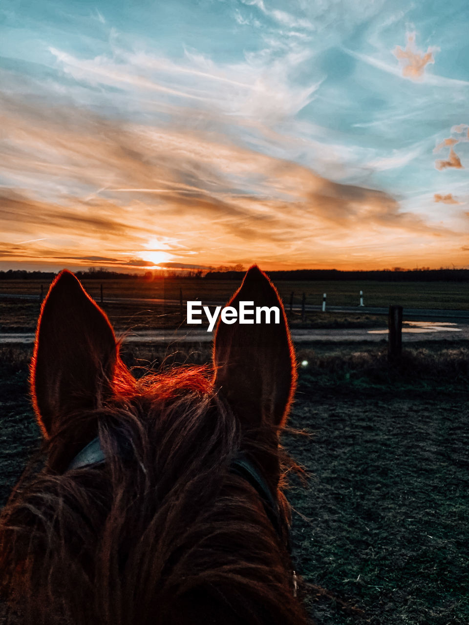 Close-up of a horse on field against sunset sky