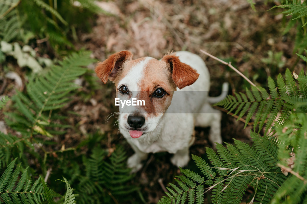Cute jack russell dog with tongue out sitting in forest among fern green leaves. nature and pets
