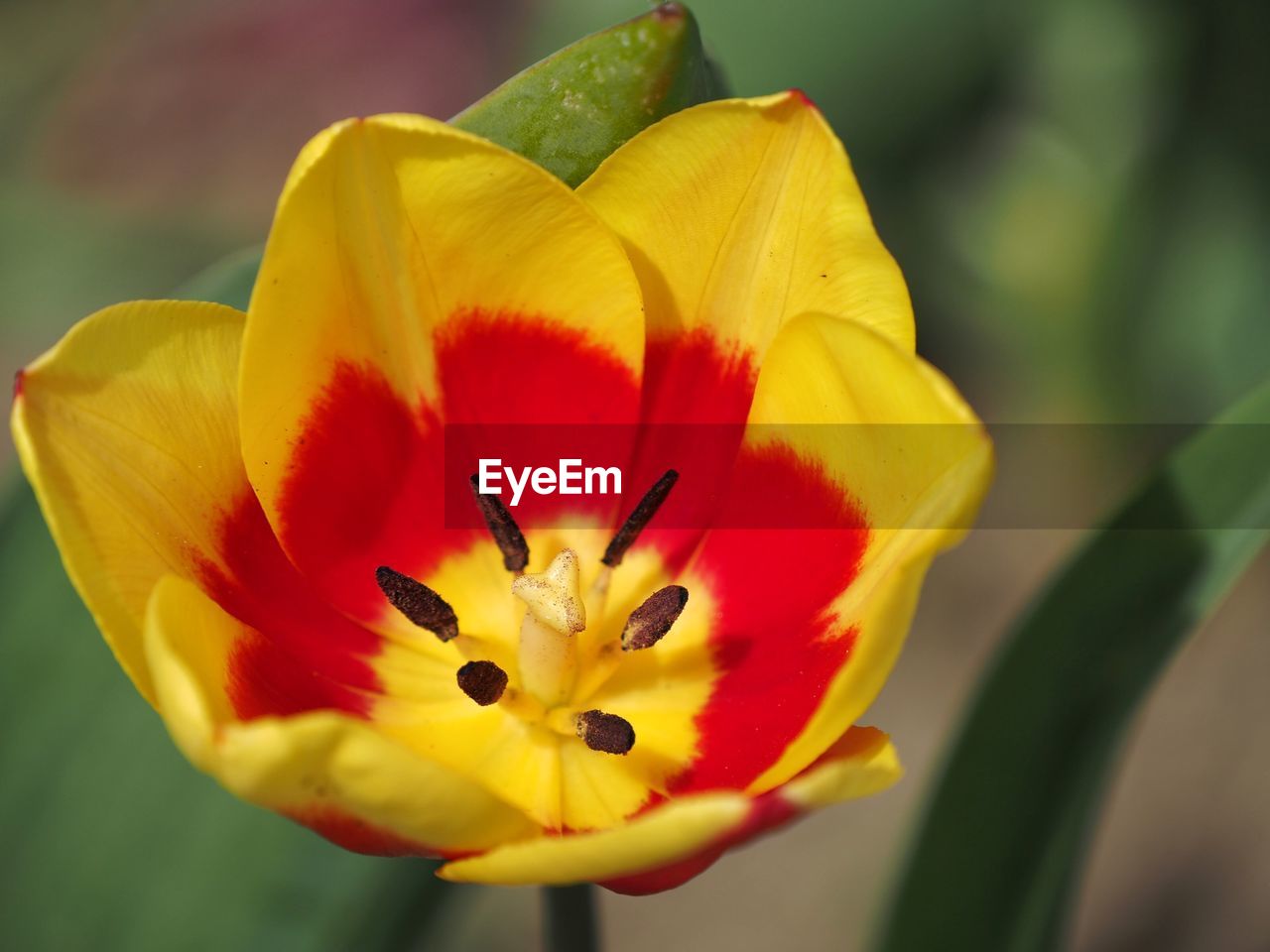 Close-up of red yellow flower