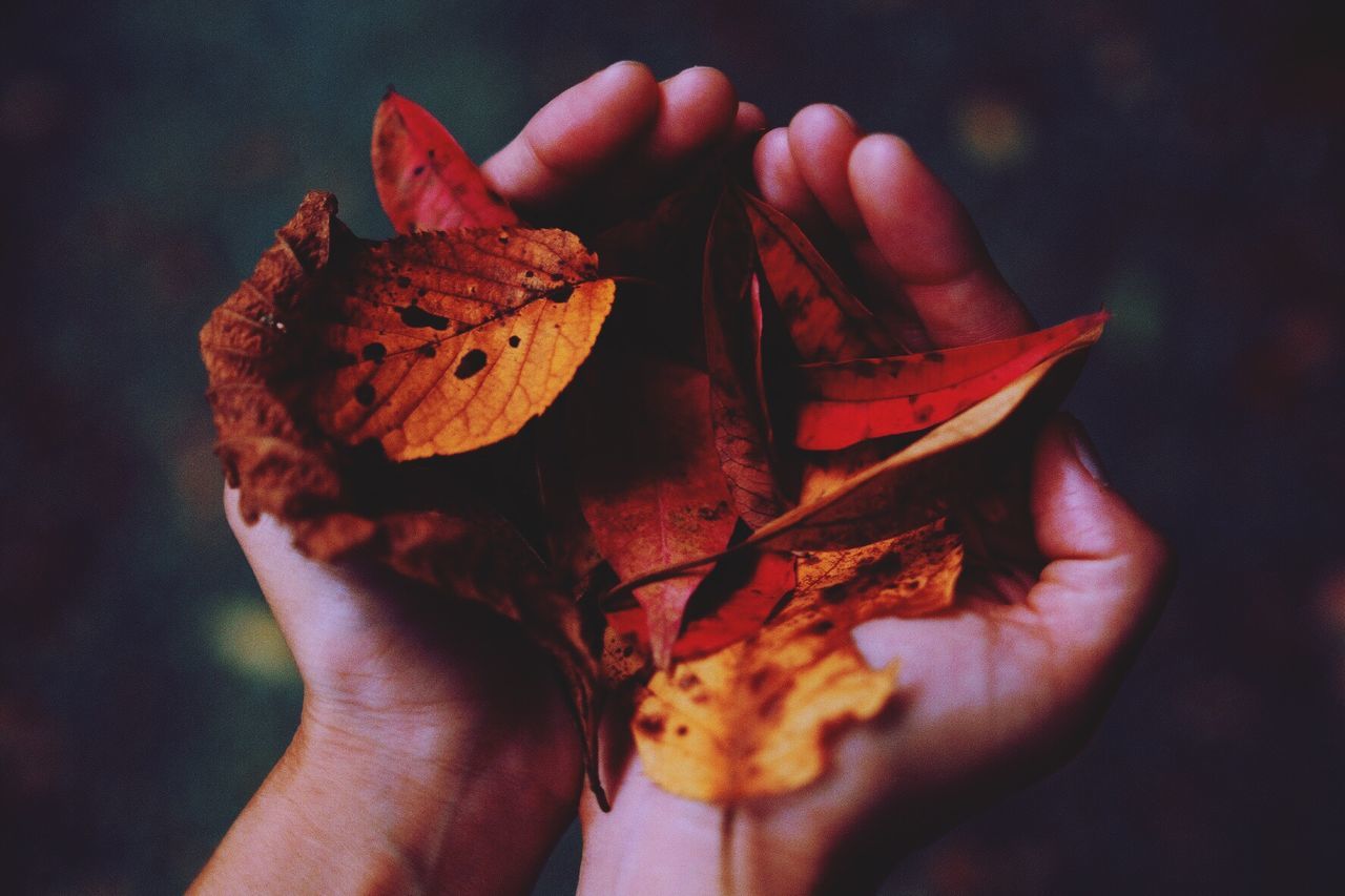 Cropped hands holding autumn leaves