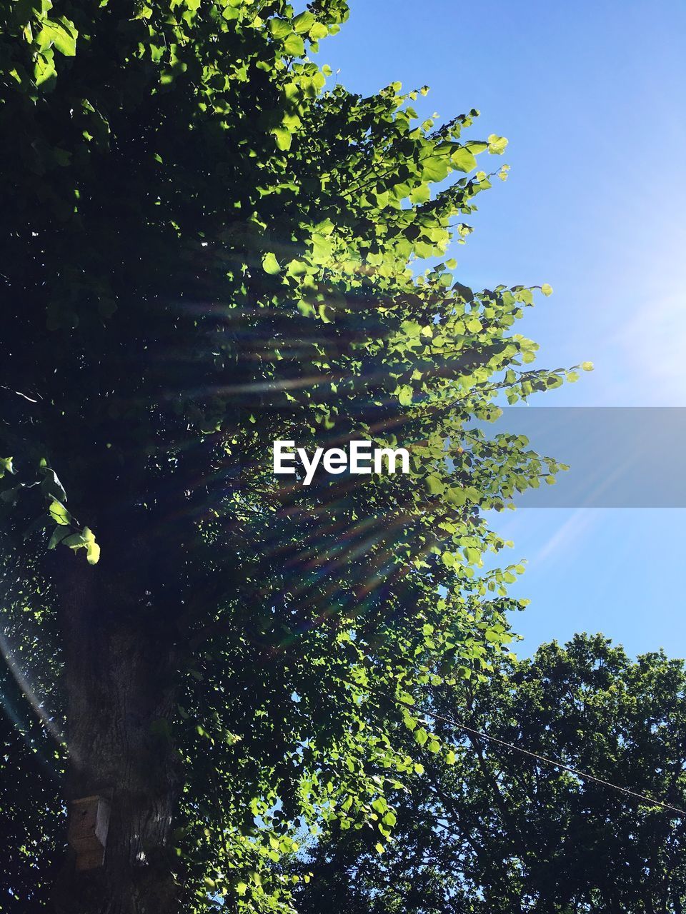 PLANTS AGAINST SKY