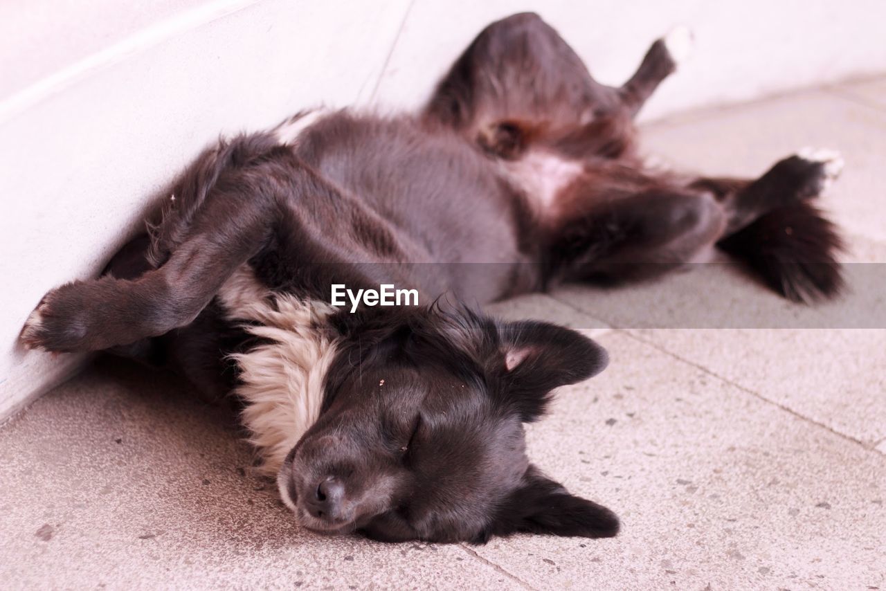 Close-up of puppy relaxing outdoors