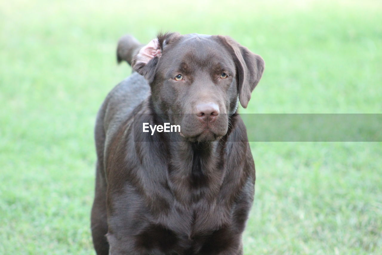 PORTRAIT OF DOG ON GRASS