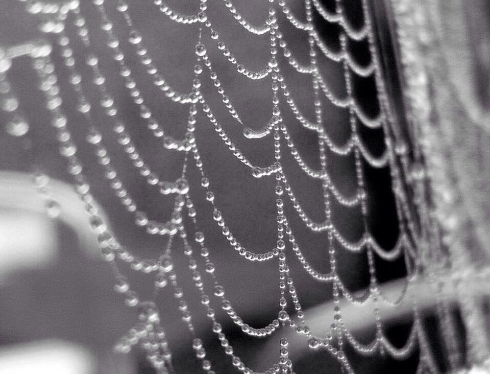 MACRO SHOT OF SPIDER WEB ON WATER