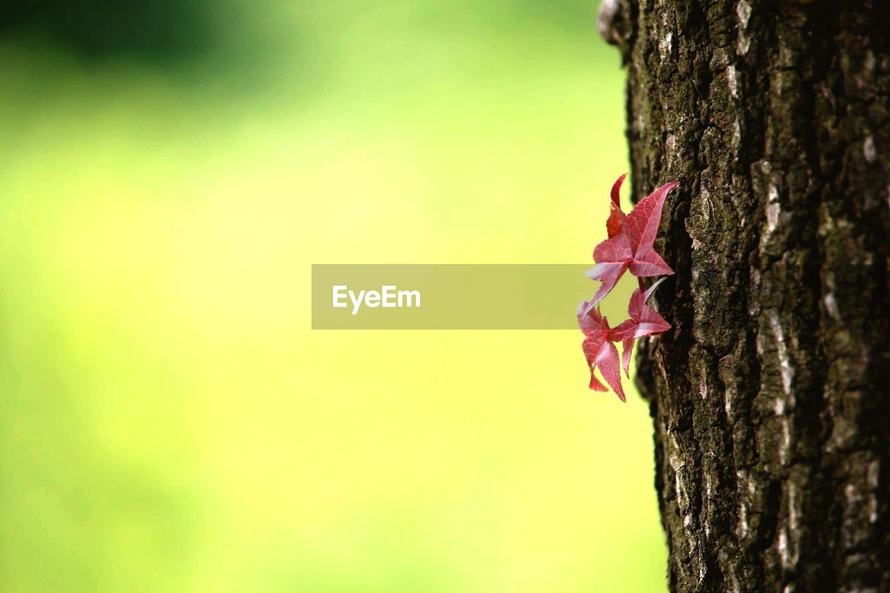 Close-up of red maple leaf