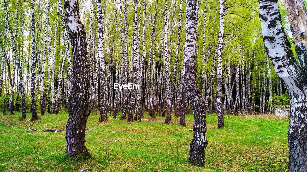 Pine trees in forest