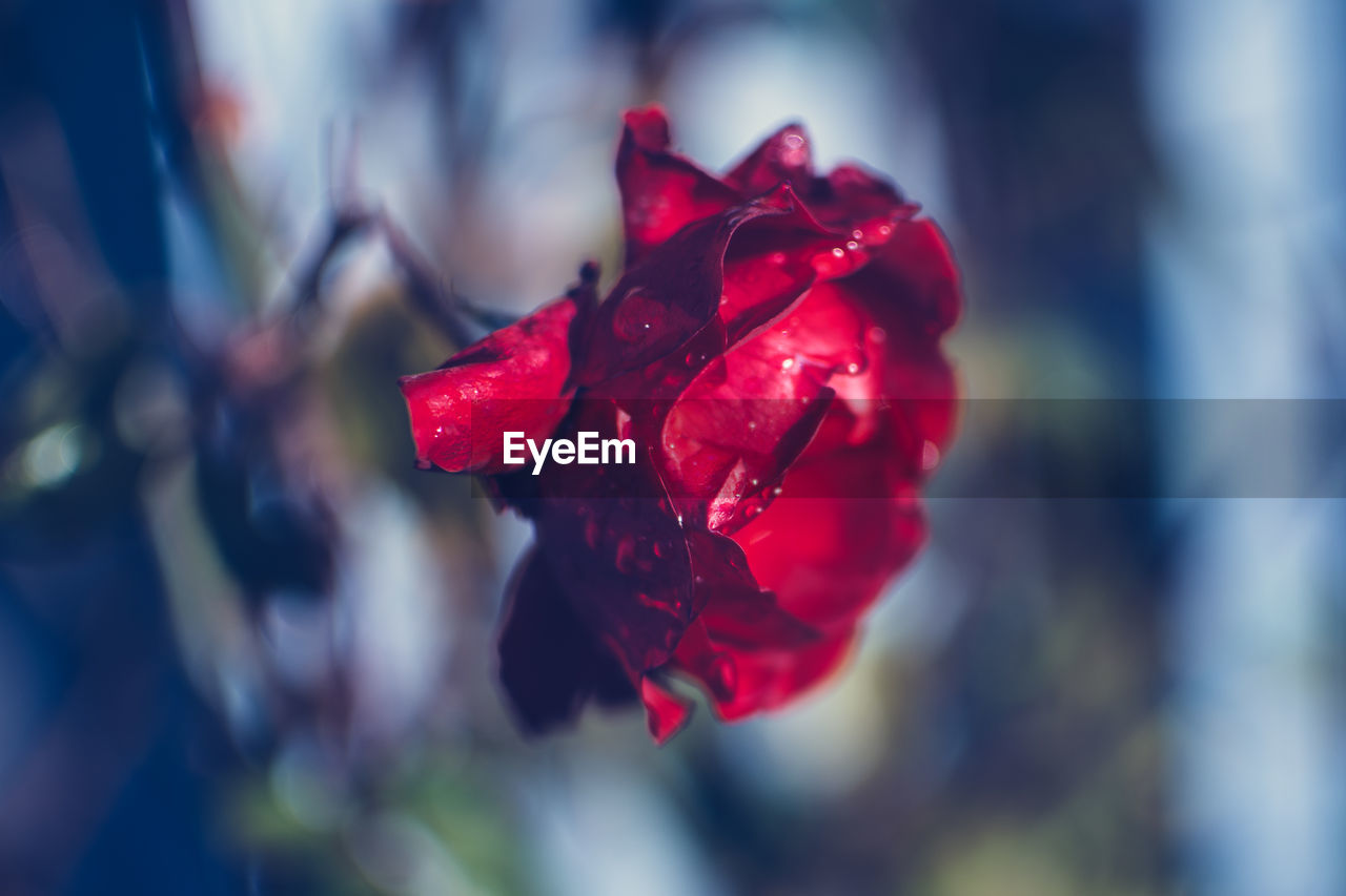 CLOSE-UP OF RED FLOWER IN WATER