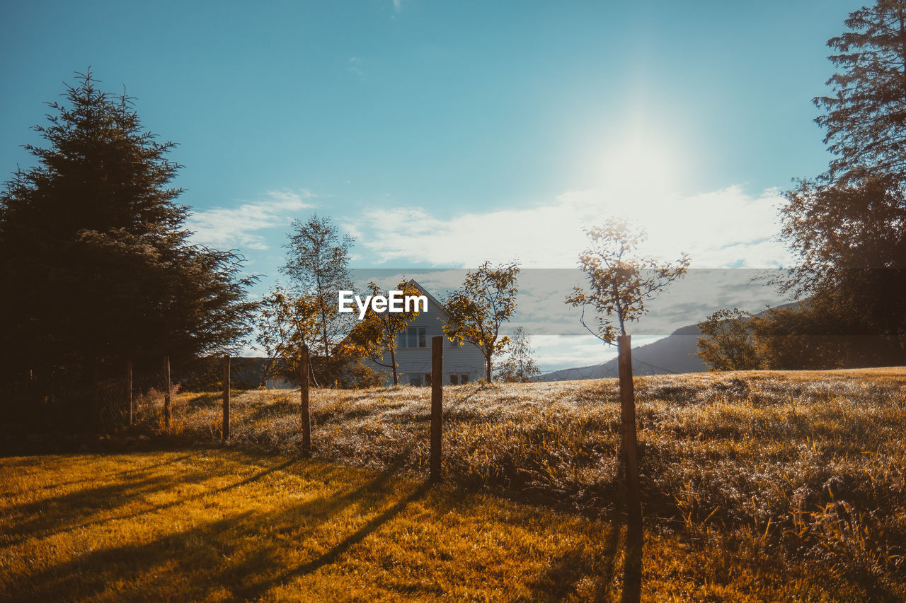 Trees on field against sky