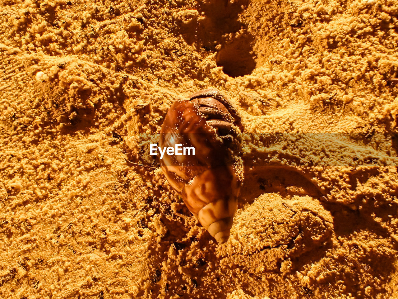 CLOSE-UP OF CRAB ON BEACH