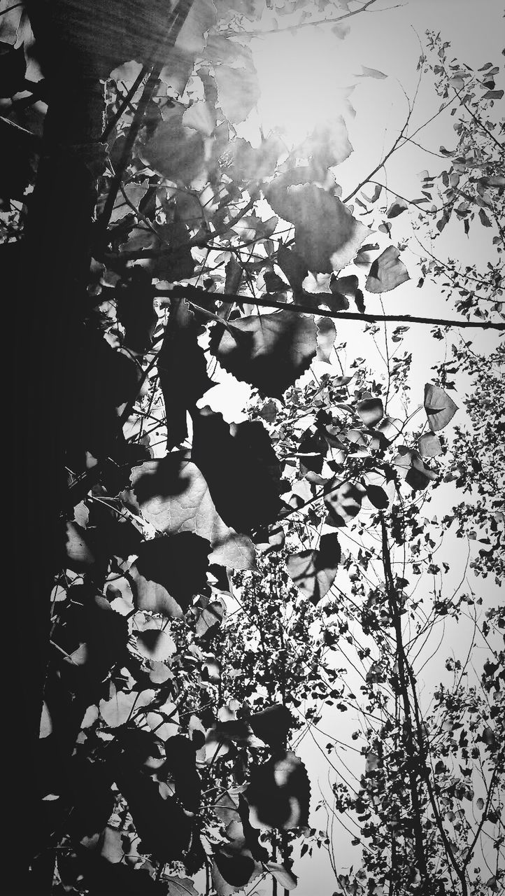 Close-up of leaves against sunlight