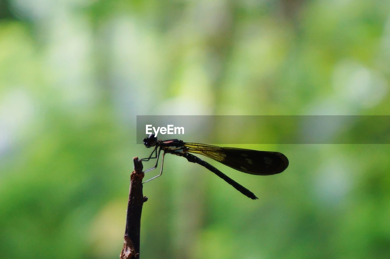 CLOSE-UP OF DRAGONFLY ON A PLANT