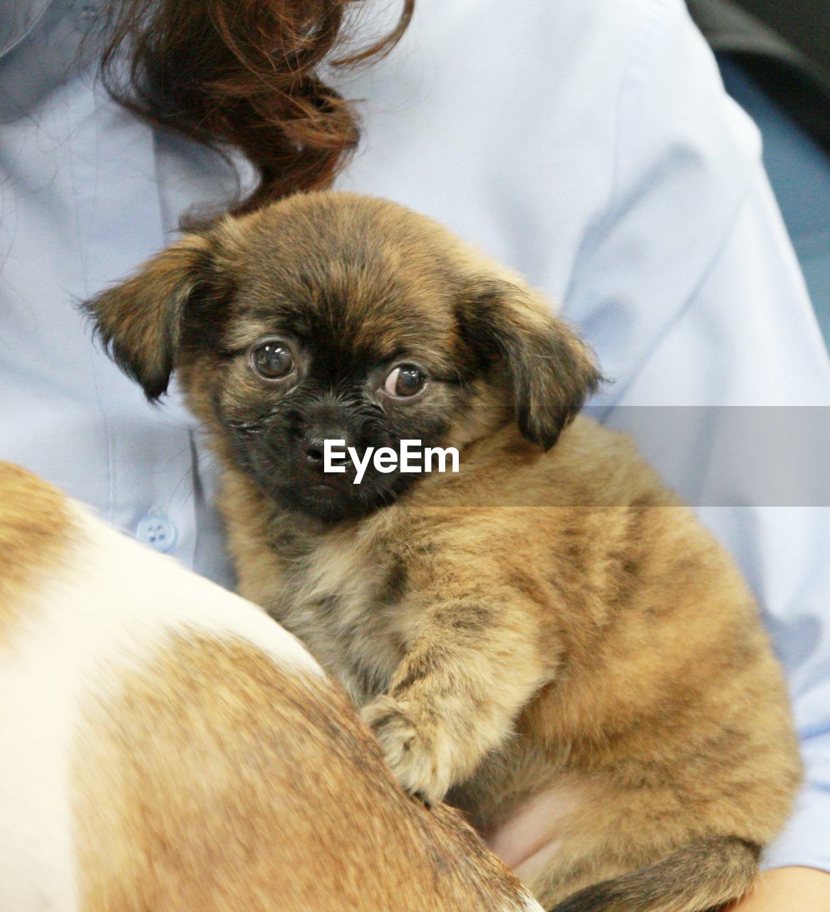 mammal, canine, dog, pet, animal themes, domestic animals, animal, one animal, lap dog, young animal, puppy, cute, healthcare and medicine, hospital, care, indoors, veterinarian, child, portrait, brown, adult, medical exam, sitting