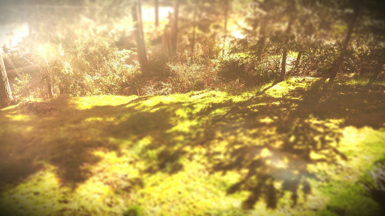 SUN SHINING THROUGH TREES ON LANDSCAPE