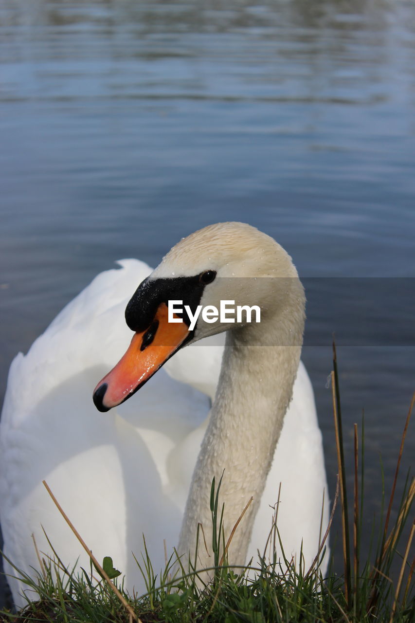 bird, animal themes, animal wildlife, wildlife, animal, water, water bird, one animal, ducks, geese and swans, lake, beak, nature, reflection, no people, wing, duck, day, swan, beauty in nature, animal body part, outdoors, swimming