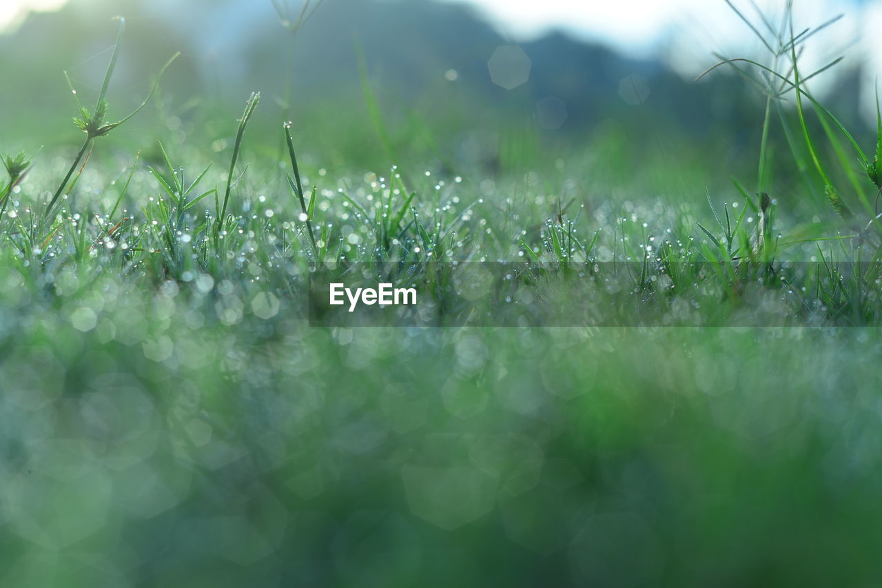 WATER DROPS ON GRASS