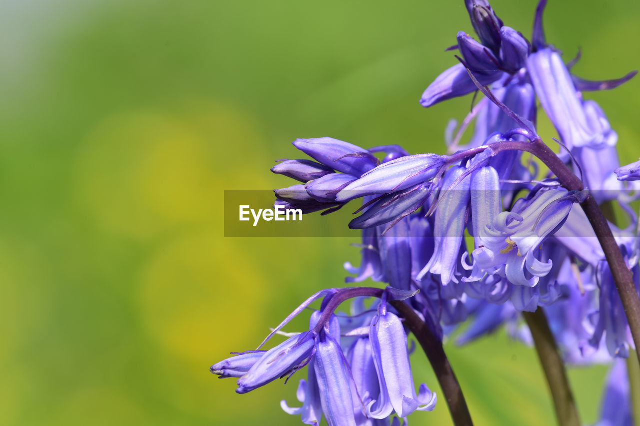 Close-up of purple flowering plant