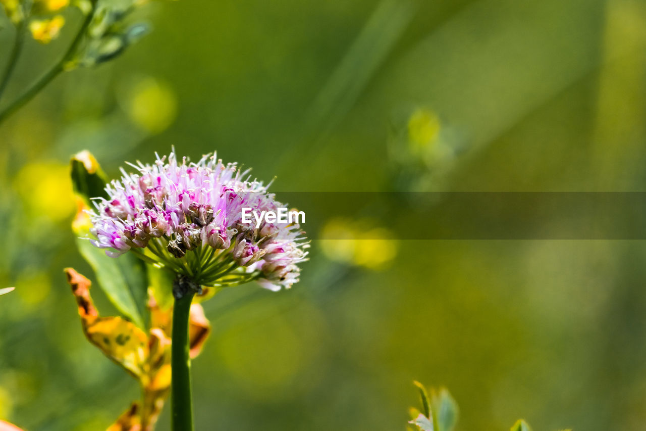 Close-up of fresh purple flower