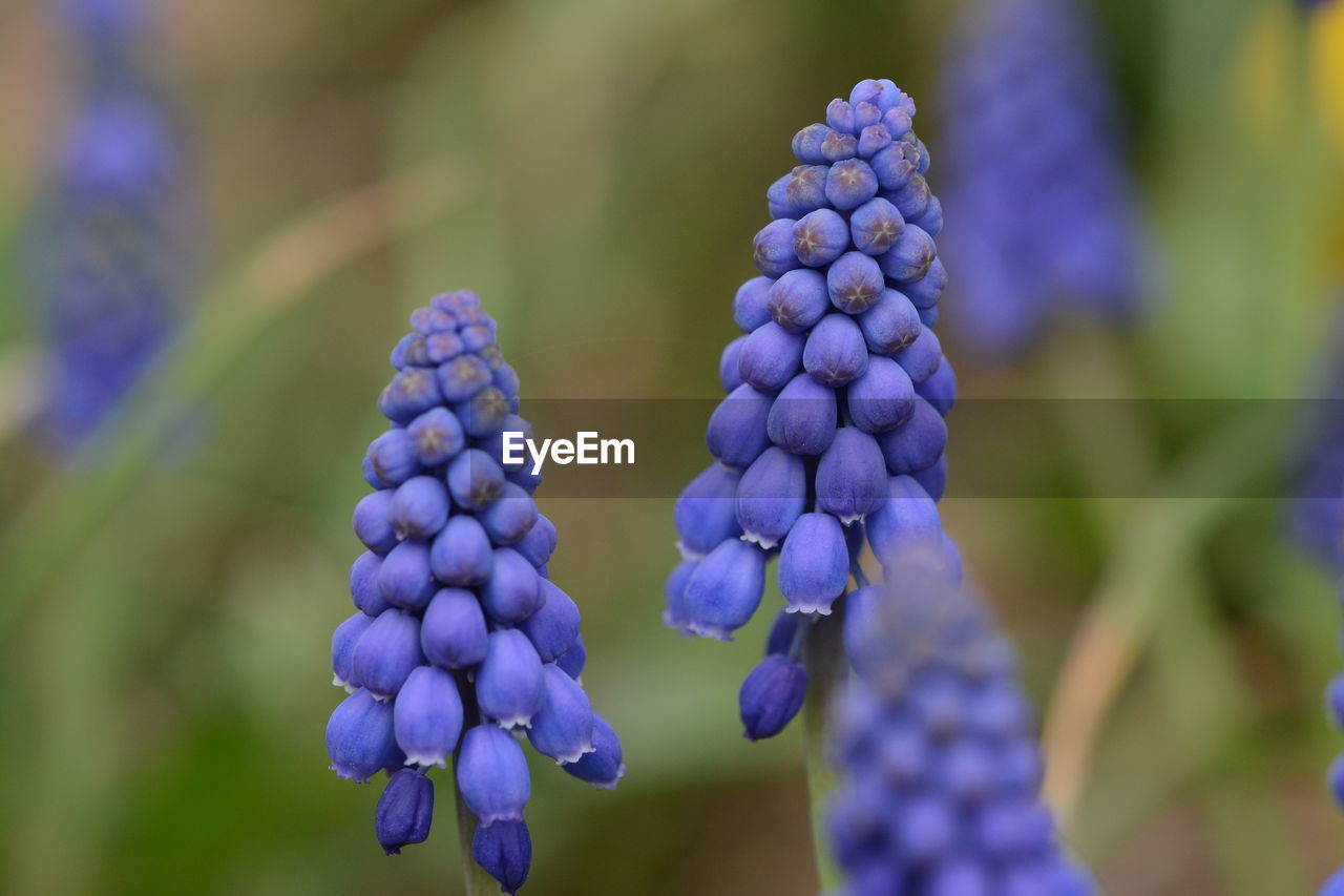 Close-up of purple flowers