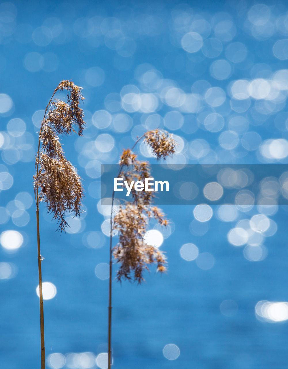 Beautiful reeds growing near the lake. late spring scenery of northern europe.