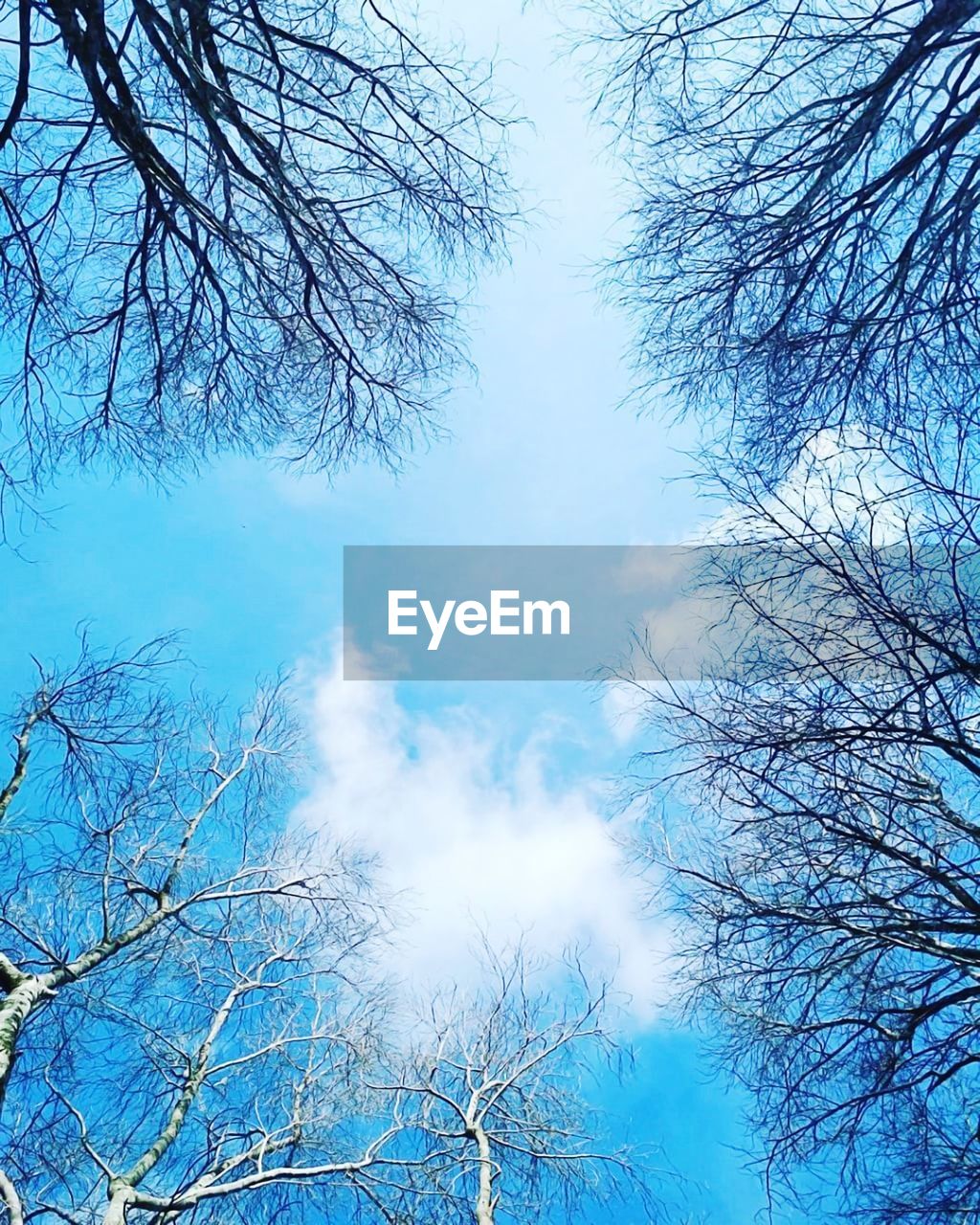 LOW ANGLE VIEW OF BARE TREES AGAINST SKY