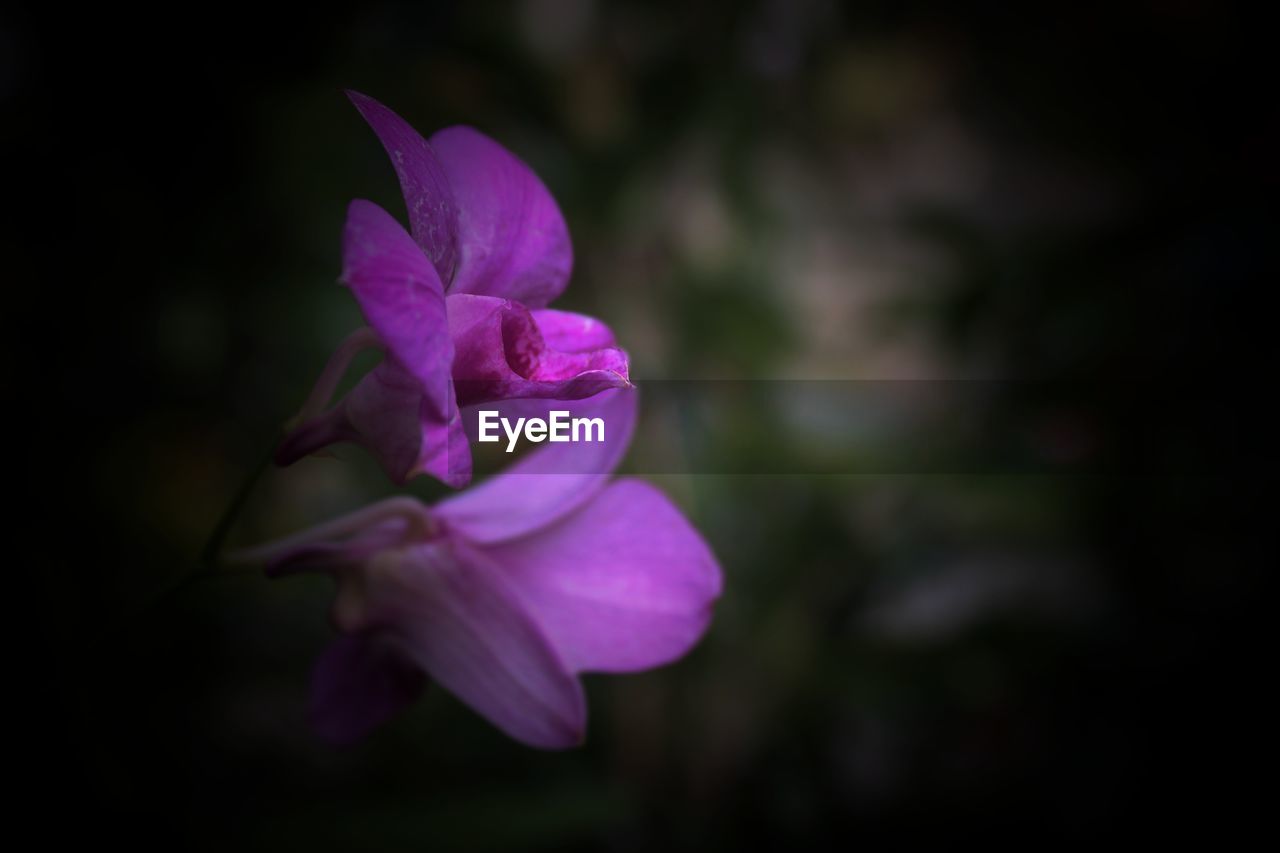 CLOSE-UP OF PURPLE CROCUS FLOWERS