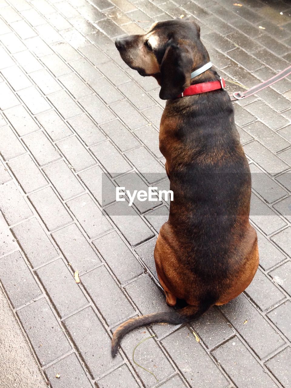 High angle view of dog sitting on street