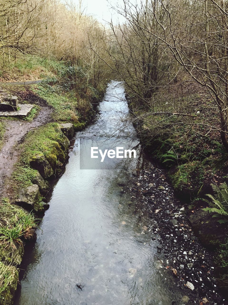 RIVER AMIDST TREES IN FOREST