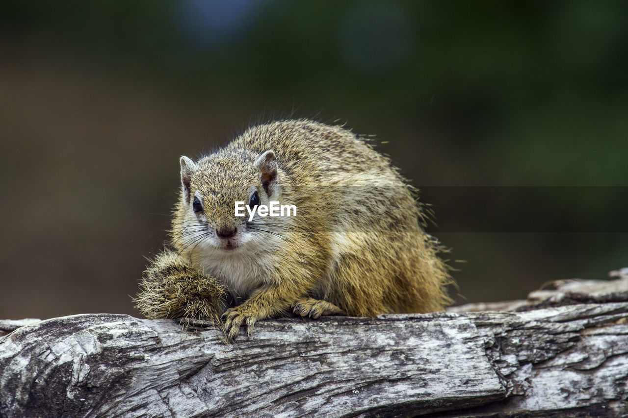 Close-up of squirrel on wood