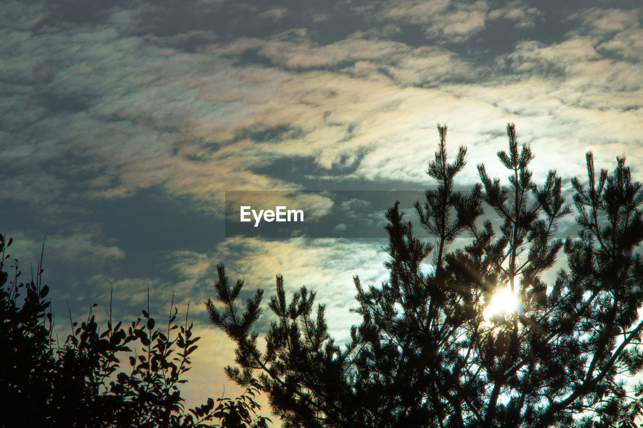 LOW ANGLE VIEW OF SILHOUETTE TREES AGAINST SKY