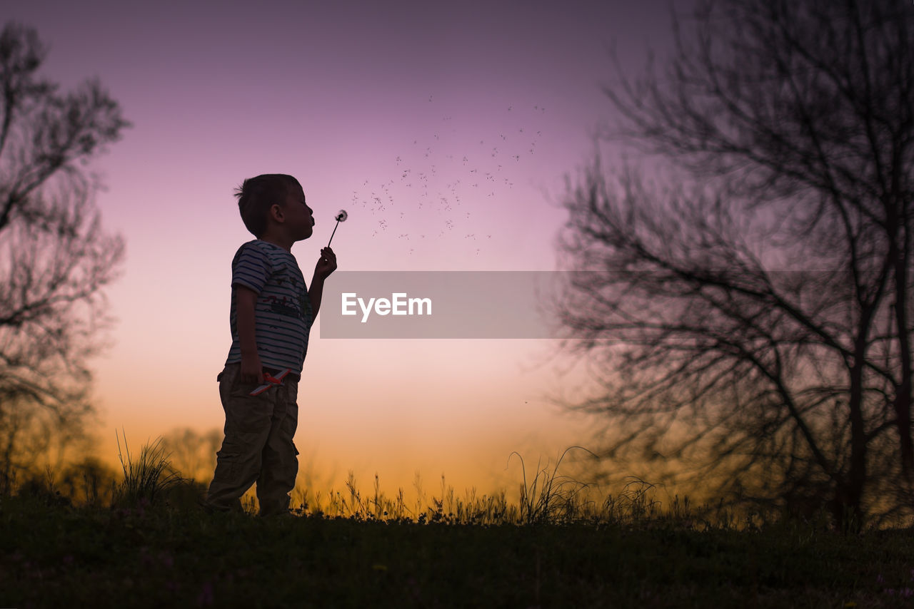 Little boy blowing dandelion silohette warm summer night sunset trees