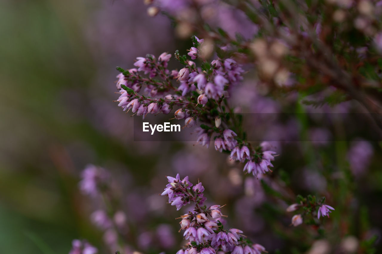 close-up of cherry blossom