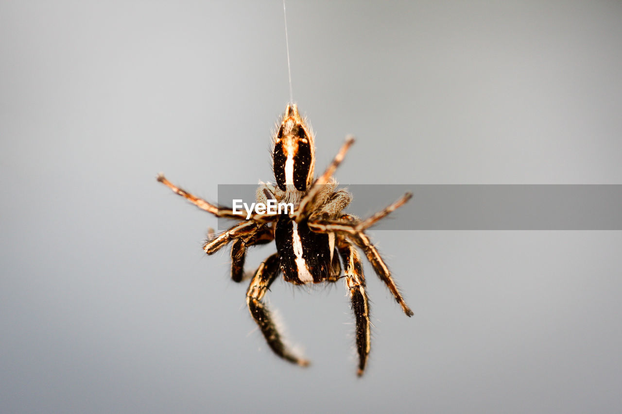 Close-up of spider hanging against sky