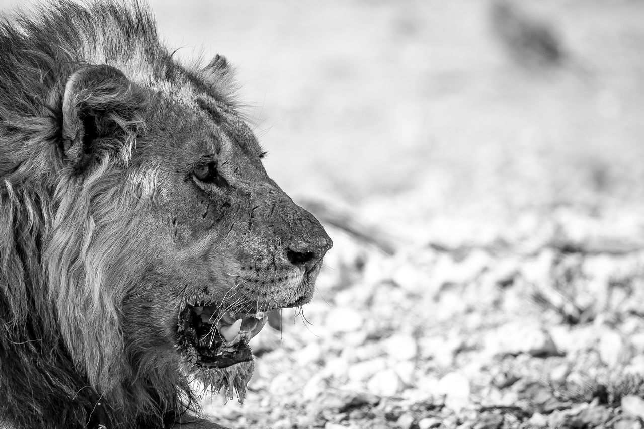 Close-up of lion looking away