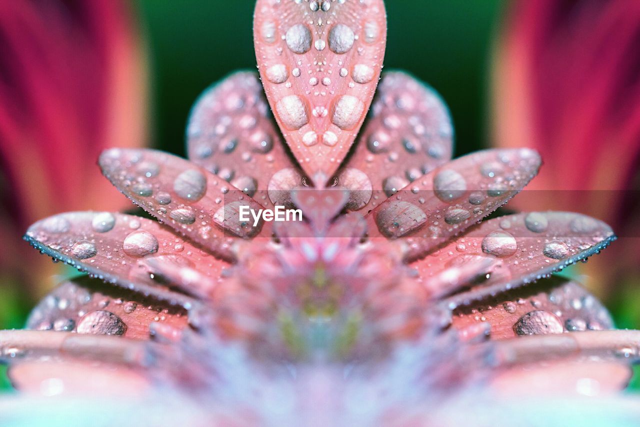 Close-up of water drops on flower