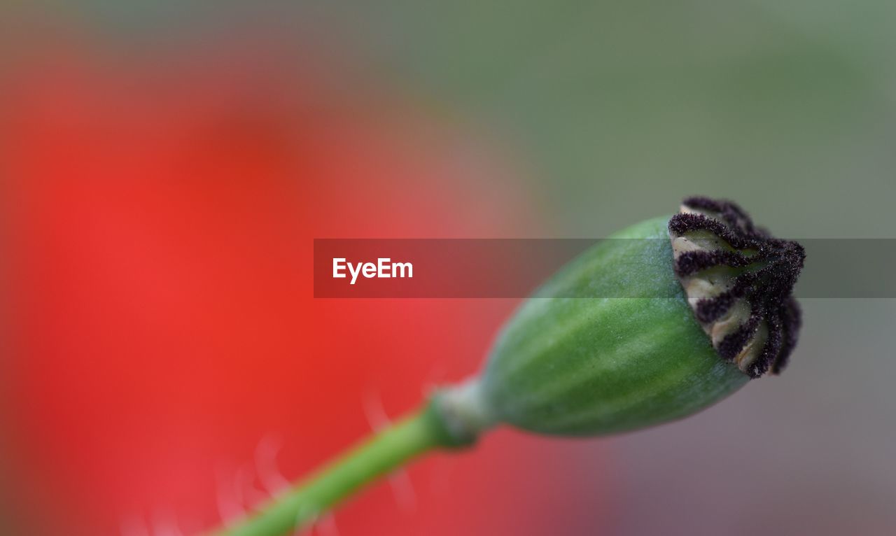 Close-up of flower bud