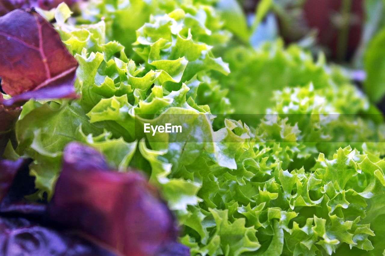 Close-up of fresh green plants in market